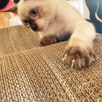 Griffoir Micha pour chat en carton