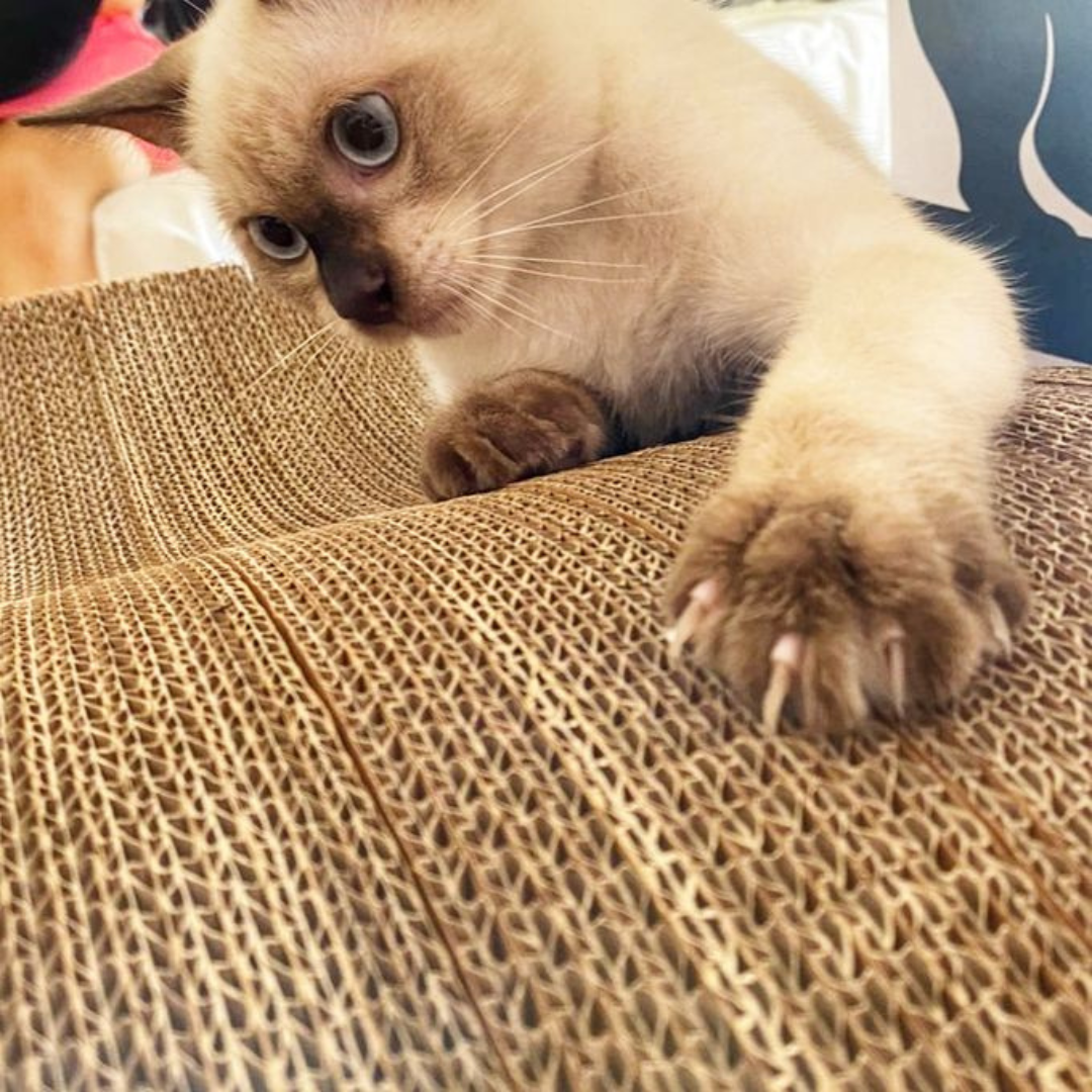 Griffoir Micha pour chat en carton